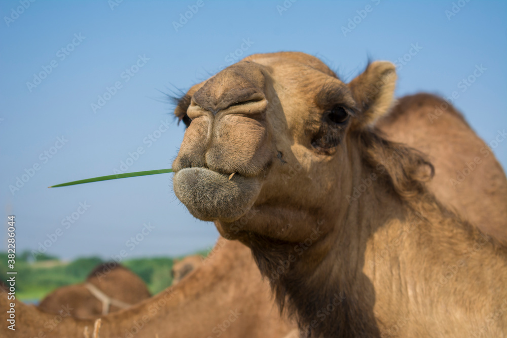 Fototapeta premium Camels