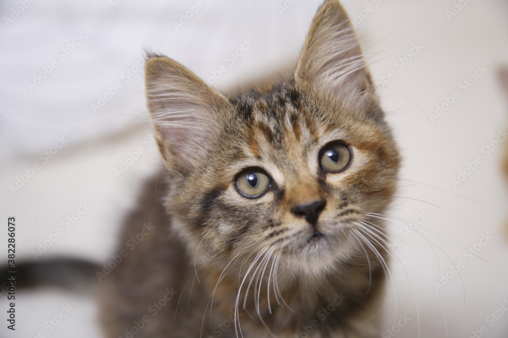 Naklejka premium ソファから見つめる子猫
