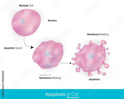 Mechanism Of Apoptosis or programmed cell death and its stages vector illustration