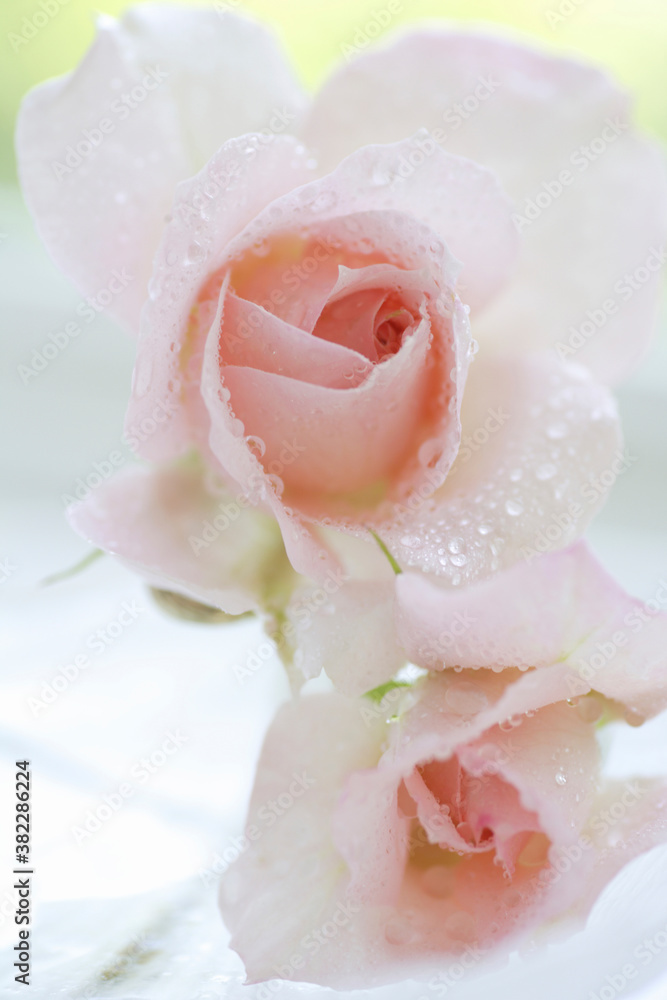 クローズアップされたピンクの薔薇 クローズアップされたピンクの薔薇