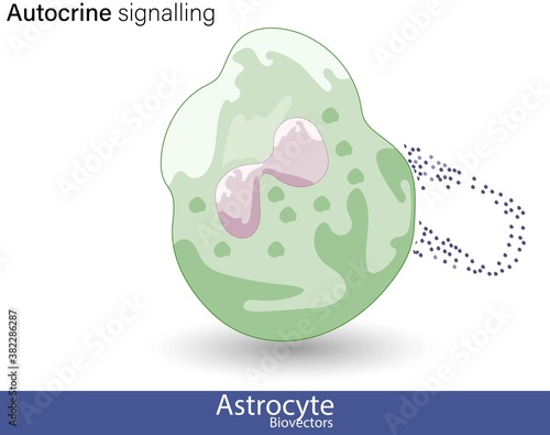 vector eps of Autocrine cell signaling by hormone molecules 