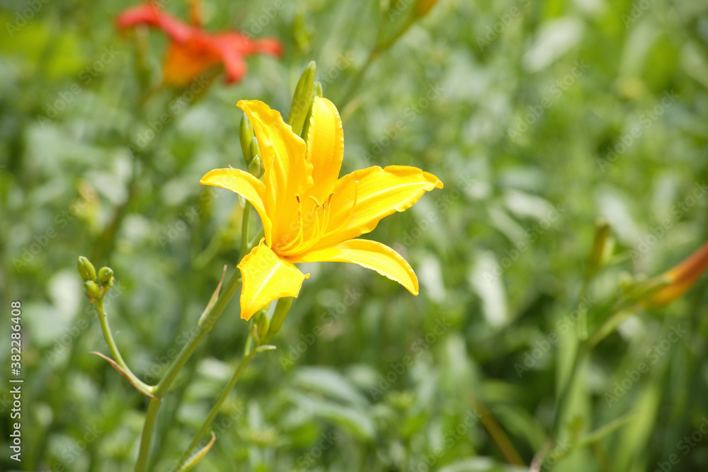 Obraz premium 鮮やかに咲く黄色いキスゲ