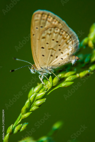 Wallpaper Mural Dark Grass Blue butterfly Torontodigital.ca
