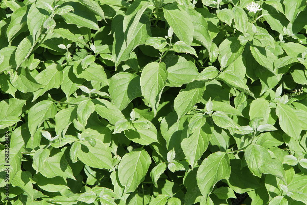 a natural green leaves background a natural green leaves background