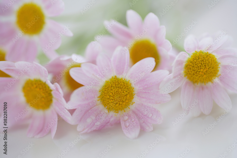 ピンクの小さい花マーガレット