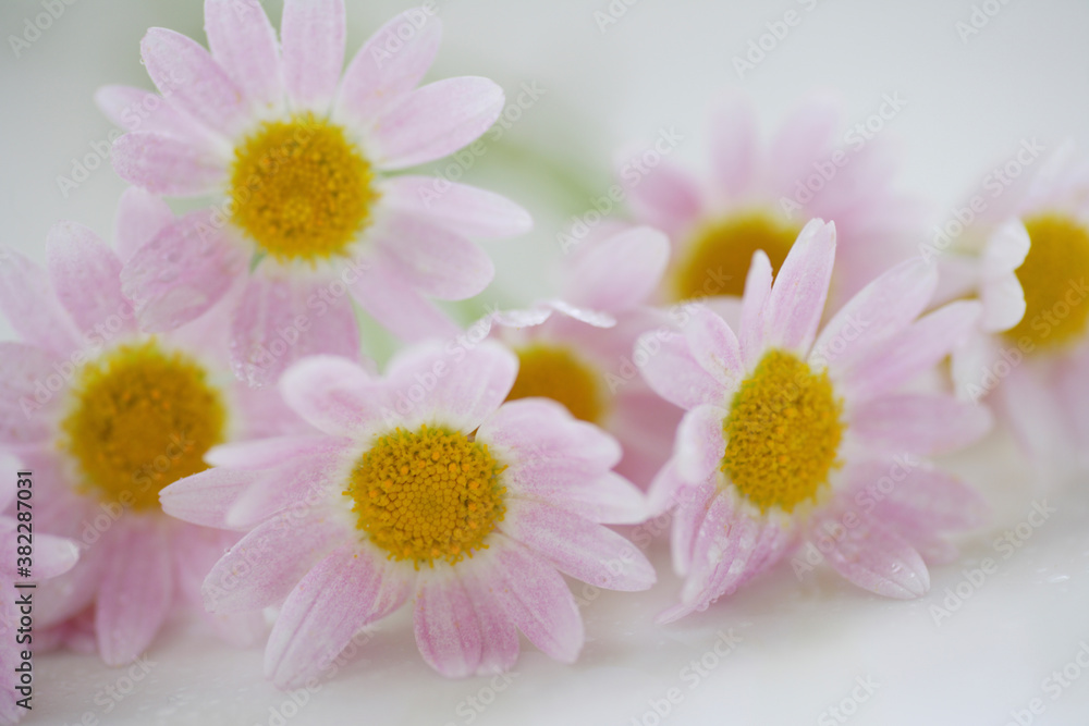 ピンクの小さい花マーガレット