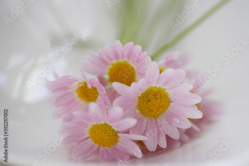 ピンクの小さい花マーガレット