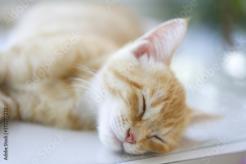 Fototapeta Naklejka Na Ścianę i Meble -  陽だまりで昼寝する猫