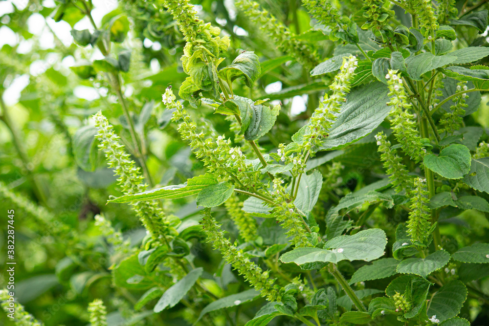 エゴマ 荏胡麻 学名 Perilla Frutescens の穂と花 食用油の原料 日本 9月 Stock Photo Adobe Stock