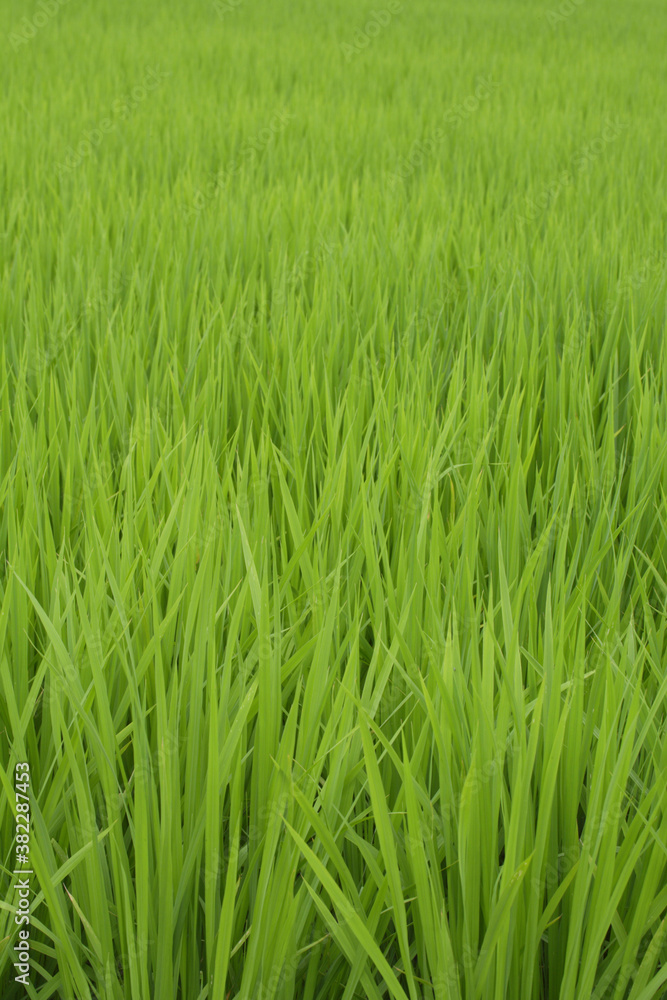 新緑の稲