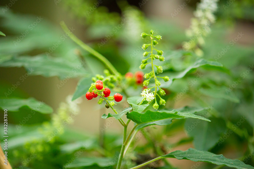ジュズサンゴ(数珠珊瑚)の白い花と赤い実、学名:Rivina humilis Rivina laevis ジュズサンゴ(数珠珊瑚)の白い花と赤い実、学名:Rivina humilis Rivina laevis
