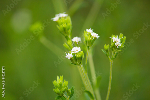 ステビア（学名：Stevia rebaudiana　英名：sweetleaf）：甘味料の原料、南米の植物	、白い花が咲いた状態
 photo