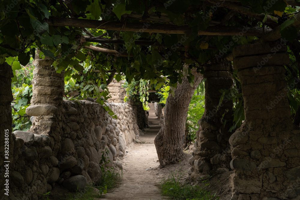 Camino de Viñedo con Pared y Árboles verdes