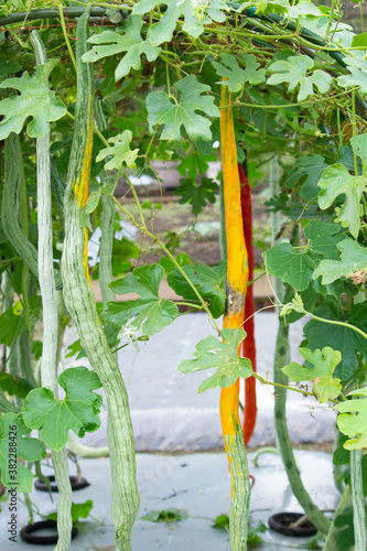 ヘビウリ、蛇瓜　
[別名]	セイロンウリ、ヘビヘチマ[英名]	club gourd , serpent gourd , serpent-cucumber , snake gourd , viper's gourd
[学名]	Trichosanthes anguina L.
Trichosanthes cucumerina L. var. anguina (L.) Haines photo