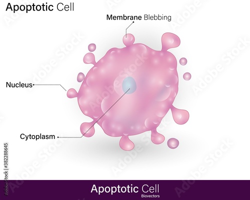 Structure of cell undergoing Apoptosis showing membrane blebbing  vector