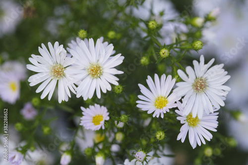 庭に咲く白い孔雀草の花