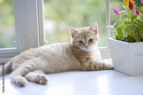 窓辺に飾られたケイトウの花と子猫