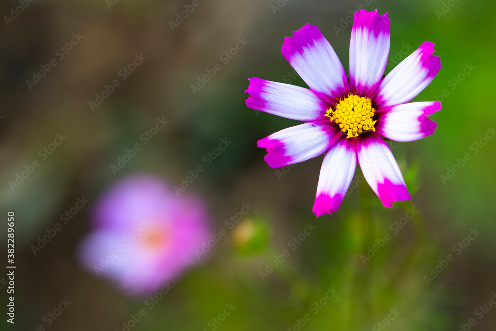 background nature texture colorful pink cosmos flowers in garden photograph postcard style background nature texture colorful pink cosmos flowers in garden photograph postcard style