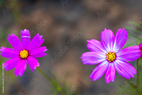 background nature texture colorful pink cosmos flowers in garden photograph postcard style 