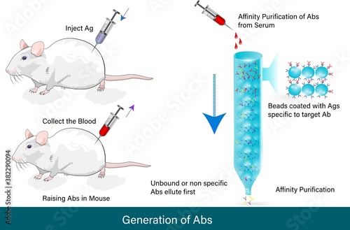 vector of  the generation of antibodies from the mouse 