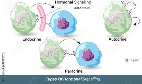 vector of different modes of Hormonal signaling autocrine, paracrine and endocrine mode 