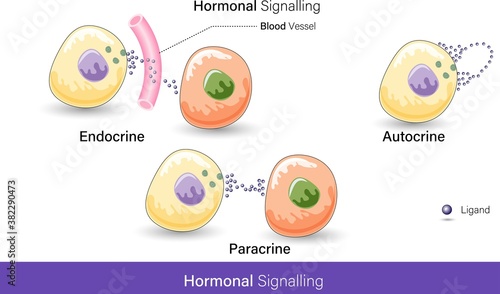 vector of different modes of Hormonal signaling autocrine, paracrine and endocrine mode 