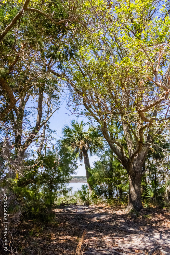 Fototapeta premium treeline on the beach