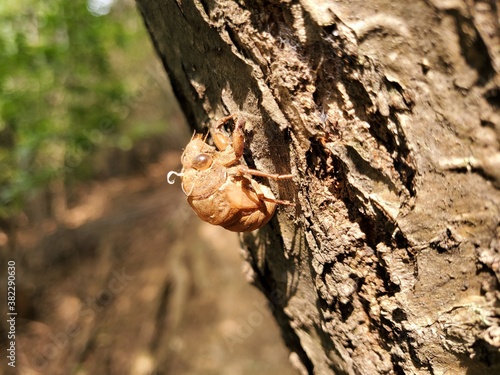 cicada exuvia(teardown) on a tree