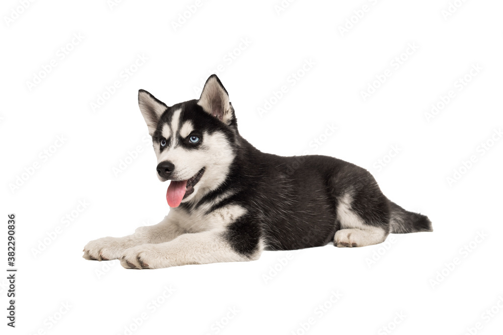 Siberian Husky puppy lying in front of white background. Siberian Husky isolated on white background