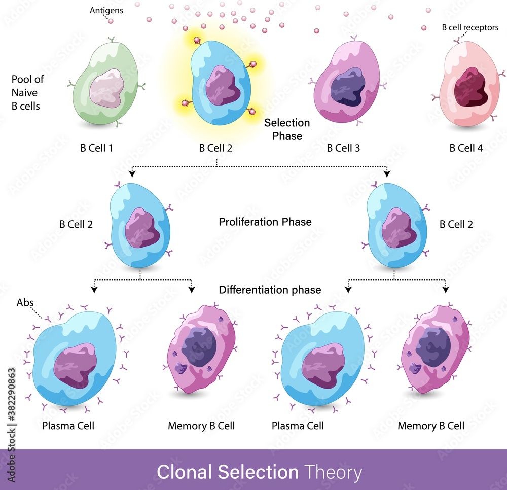 Clonal Selection theory explains vector illustration Stock Vector ...