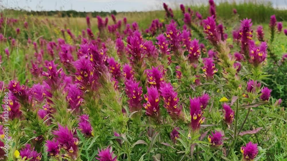 Purple wool flowers, wildflower meadow blowing in the breeze, Sweden Purple wool flowers, wildflower meadow blowing in the breeze, Sweden