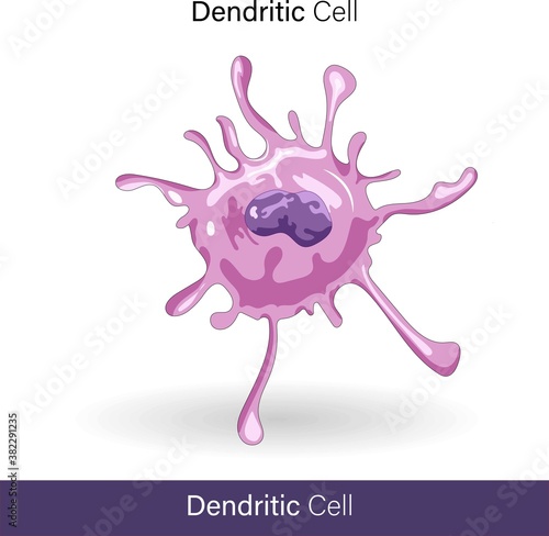 dendritic cell or also known as  accessory cells of immune system phagocytosis and antigen presentation and links the innate and adaptive immune system vector illustration eps in white background  photo