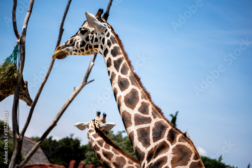 Canvas Print giraffe in the wild