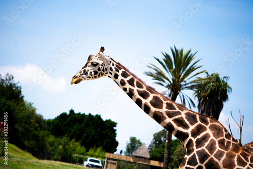 Photography giraffe in the wild