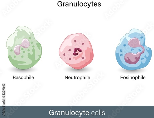 vector of Granulocytes : eosinophil or acidophil,  basophil, and neutrophil these  cells  photo