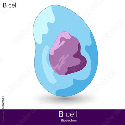 vector of B cell which differentiates into antibody-producing plasma cell illustration