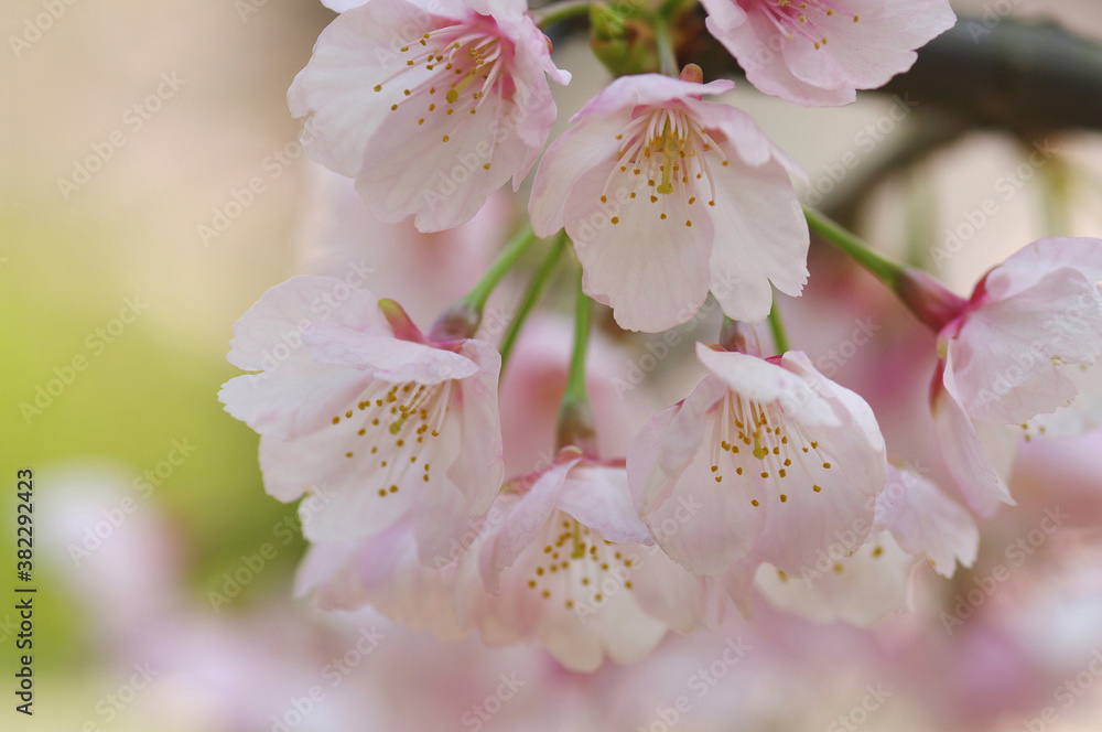 Fototapeta premium ヒカンザクラ