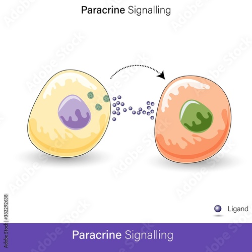 vector of Paracrine cell signaling by hormone molecules