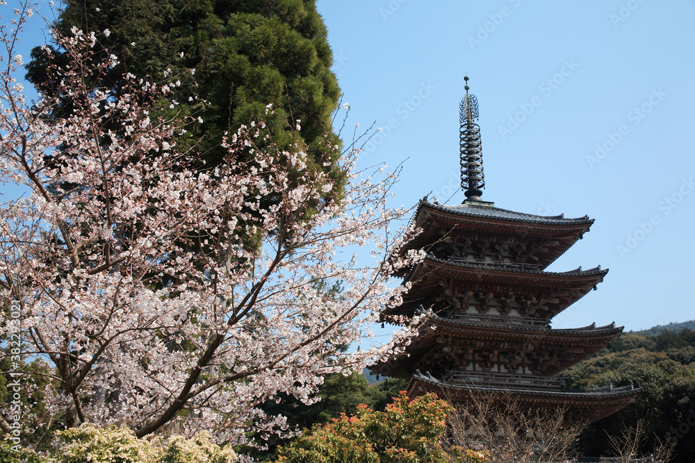 桜咲く醍醐寺