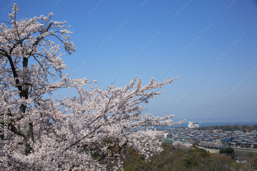 彦根城西の丸の桜