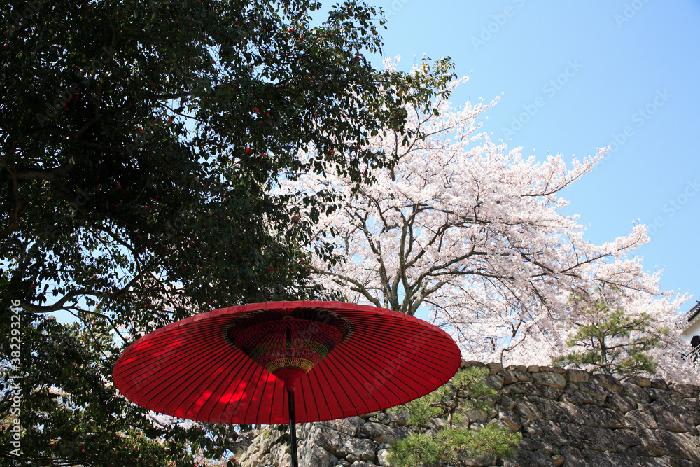 赤い傘と桜