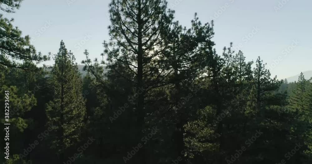 Sun Flickering thru pines Drone shot 4K 59.97fps Sun Flickering thru pines Drone shot 4K 59.97fps