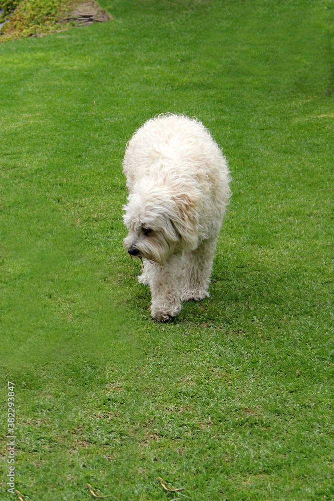 Beautiful white Labradoodle medium breed dog, walking in the grass by the lake side