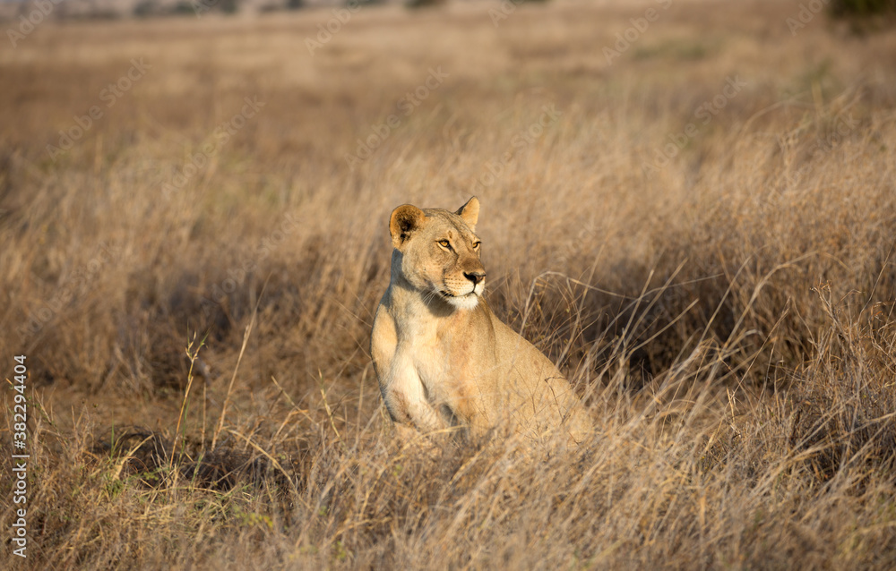 Fototapeta premium A Lion (Panthera leo) early morning in the grasslands. Kenya. 