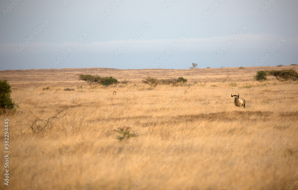 Lions (Panthera leo) hunting in the grasslands of Kenya looking at oncoming Wildebeest.	