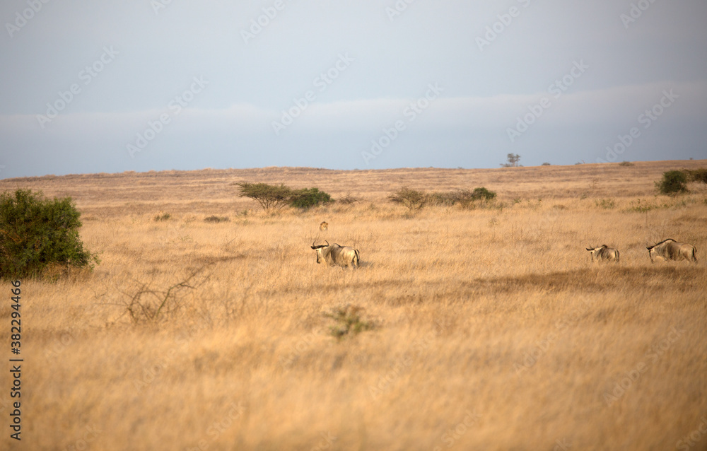 Lions (Panthera leo) hunting in the grasslands of Kenya looking at oncoming Wildebeest. Lions (Panthera leo) hunting in the grasslands of Kenya looking at oncoming Wildebeest.