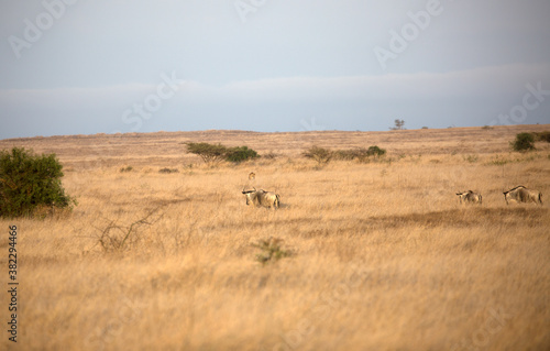 Lions (Panthera leo) hunting in the grasslands of Kenya looking at oncoming Wildebeest.	