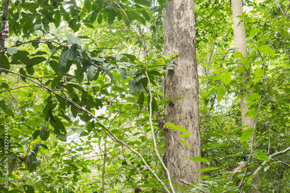 Teak tree in the forest with blurred background Teak tree in the forest with blurred background