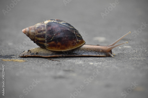 Land Snail Moving Slowly 