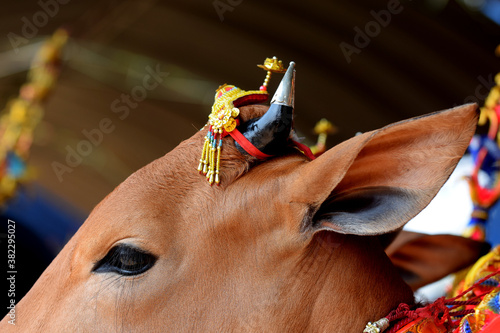 Sonok cattle, a beautiful cattle contest in Madura, Indonesia. Is part of the cattle race (karapan). farmer's tradition after the rice harvest
 photo